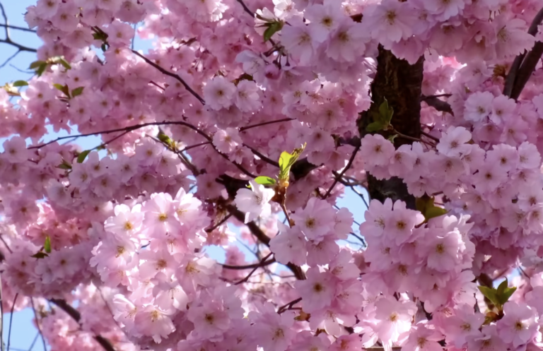 일본 벚꽃 완전 정복 가이드 — 시기, 명소, 실전 팁